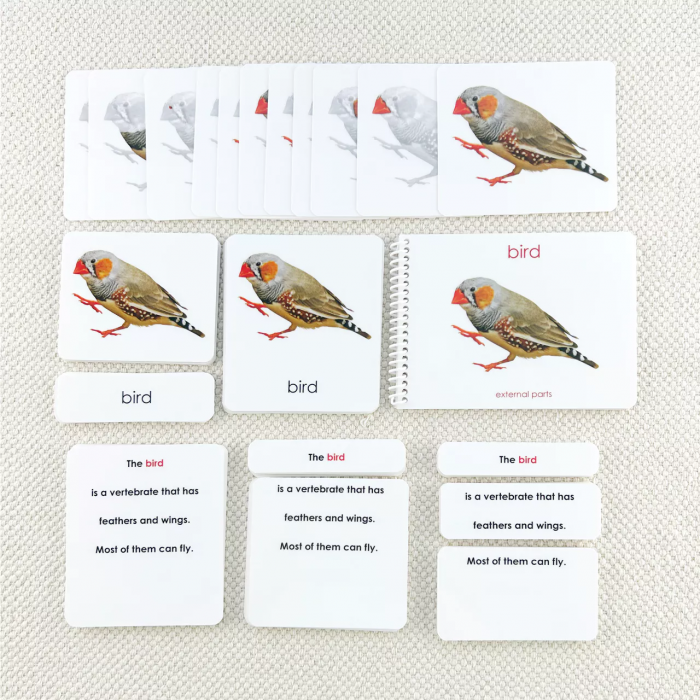 Các phần của bộ sách và thẻ về chim (Parts of the Bird Book and Card Set)