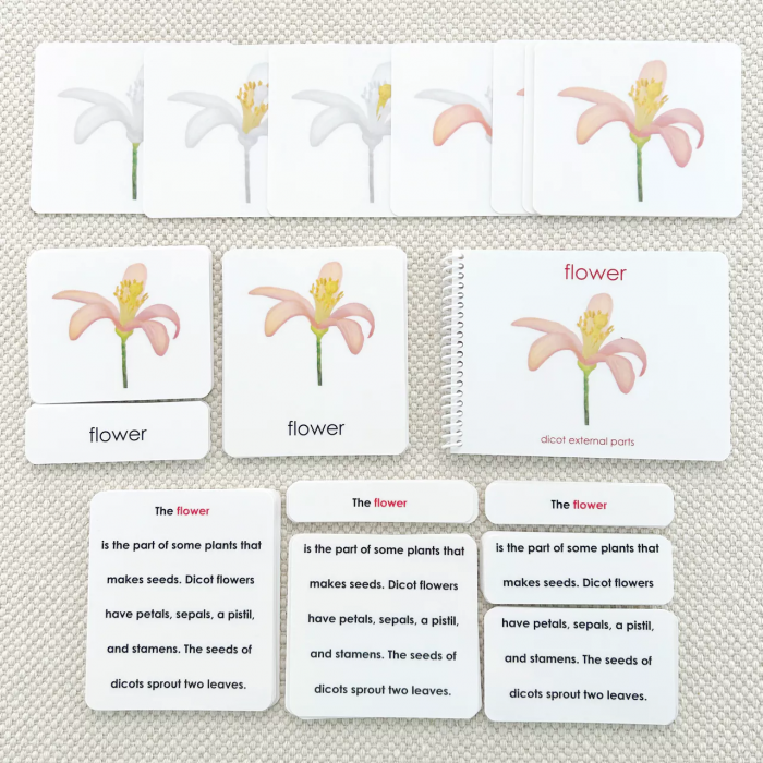 Các phần của bộ sách và thẻ về cây hai lá mầm (Parts of the Dicot Book and Card Set)