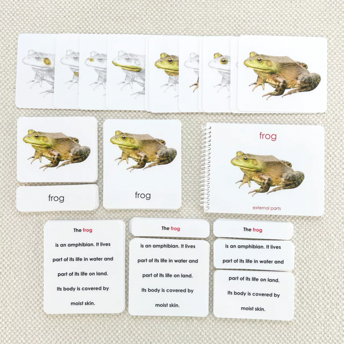Các phần của bộ sách và thẻ bài về chú ếch (Parts of the Frog Book and Card Set)