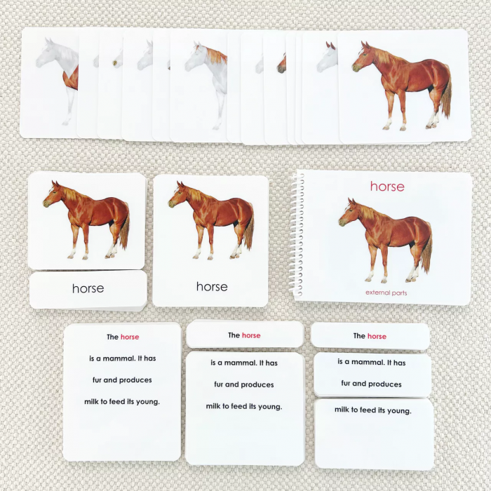 Các phần của bộ sách và thẻ bài về ngựa (Parts of the Horse Book and Card Set)