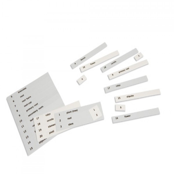 Thẻ tên của bộ thẻ thực vật học đầu tiên