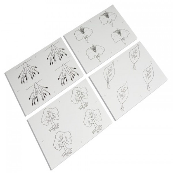 Các thẻ hình vẽ thực vật